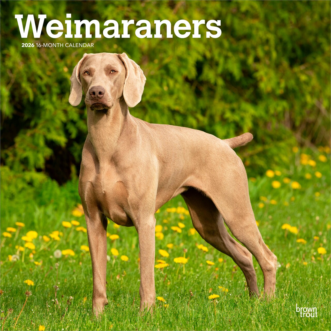 Weimaraners | 2026 12 x 24 Inch (Hanging) Monthly Square Wall Calendar | Plastic-Free
